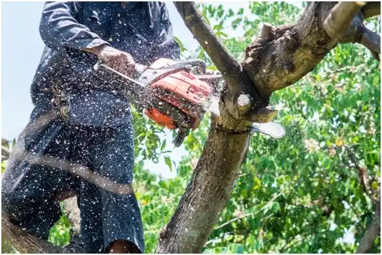 tree services Dandridge